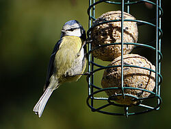 Eine Blaumeise an einer Futterstelle.