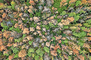 Ein weiteres Zeichen des Wassermangels: Abgestorbene Kiefern in Sachsen-Anhalt. Foto: epd