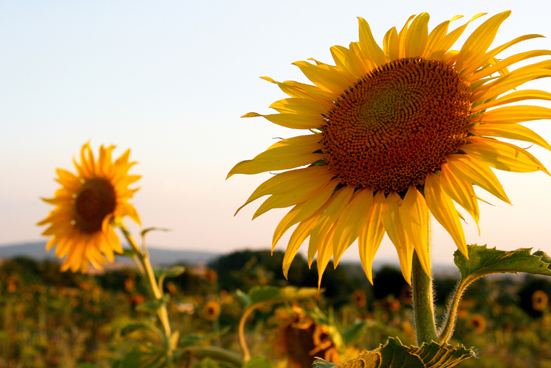 Sonnenblume.